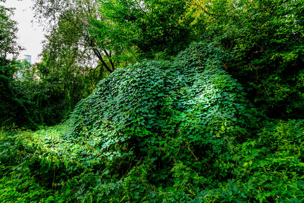 Thumbnail: _JA 40809 Hopfen im freier Natur.jpg